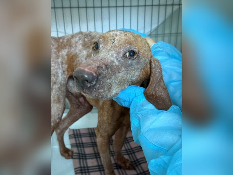 Bob - freundlicher, lieber Rüde sucht sein Happy End