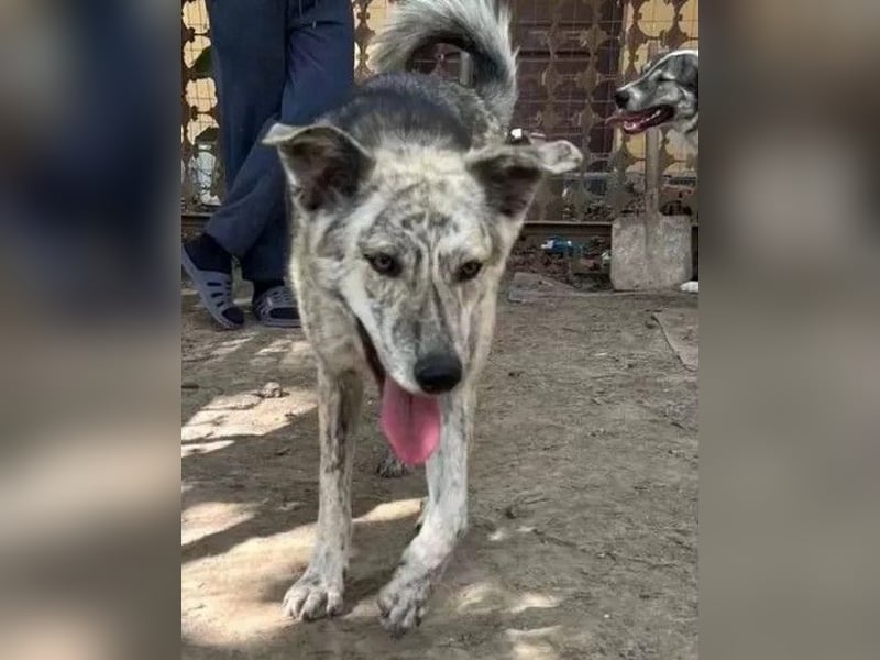 Molly - anfangs schüchterne, liebe und verschmuste Hündin/ zur Zeit noch in Rumänien