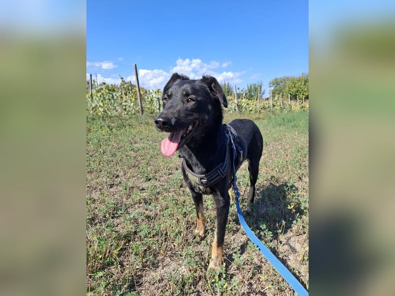 Cody – junger hübscher Teenie sucht seine Menschen