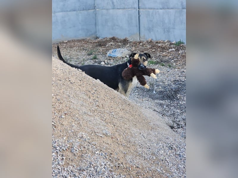 Kobe - nicht perfekter aber liebenswerter Rüde aus Spanien