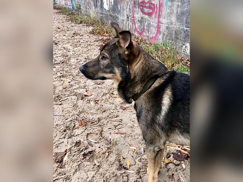 Teddy - aktiver, freundlicher Junghund sucht neues Zuhause