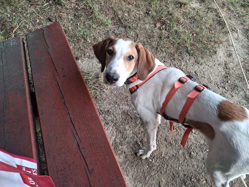 Artù - Traumhund für aktive Familien