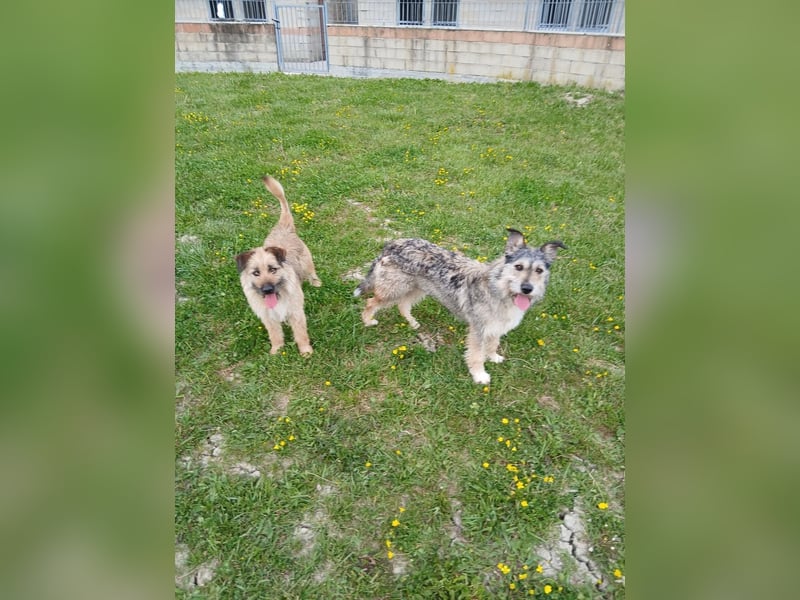Molly - Schnuckelbürste