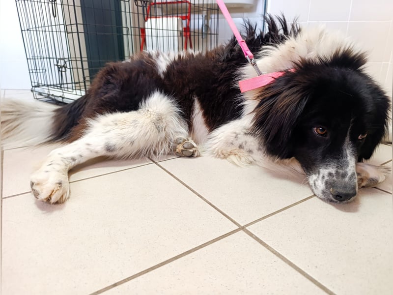 Nilo : “ Wann geht’s los mit dem Familienhundedasein?“