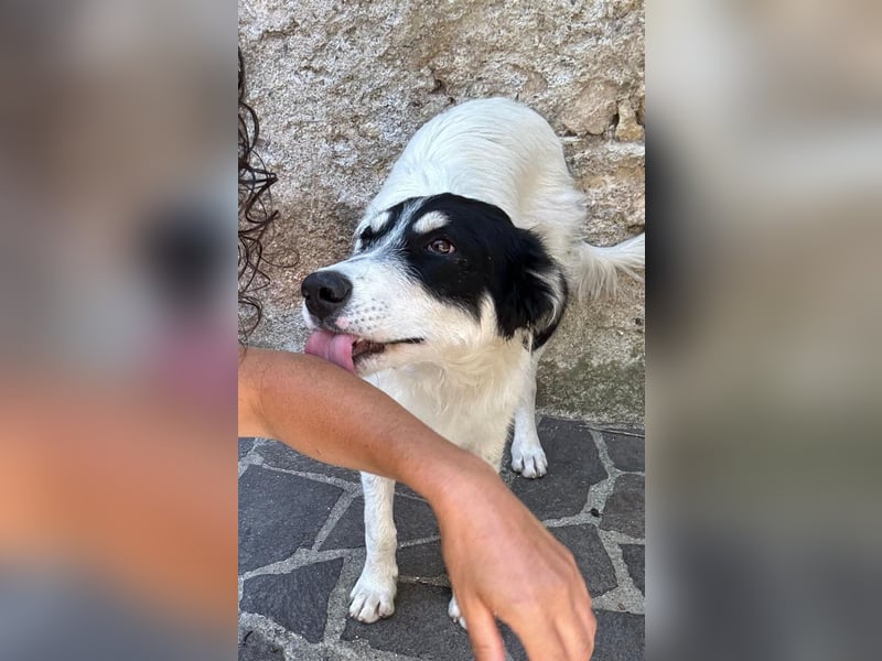 Bob - mindestens ein Engel