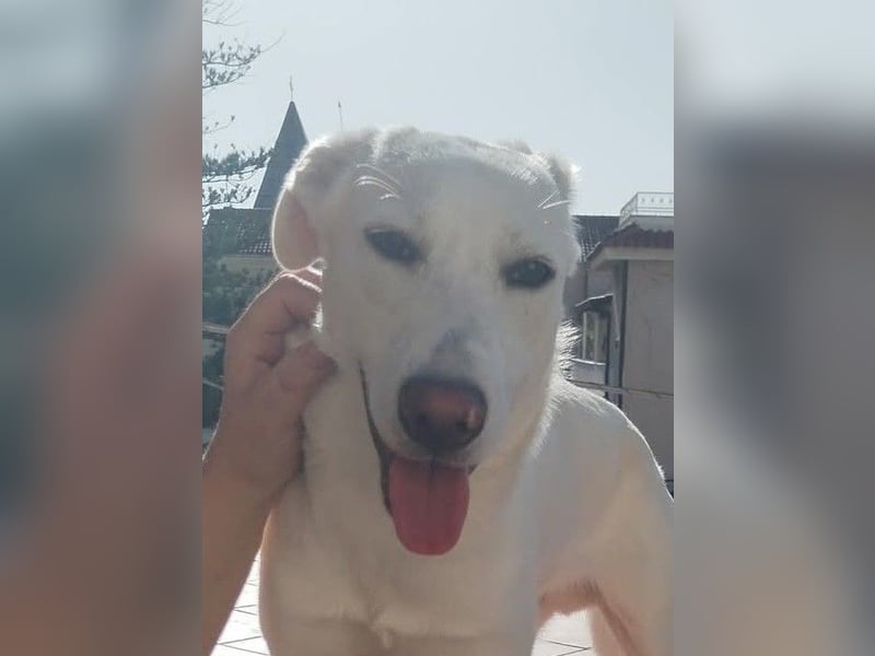 Spank - ein ‚Herzchenhund‘ und sein Doppelgänger