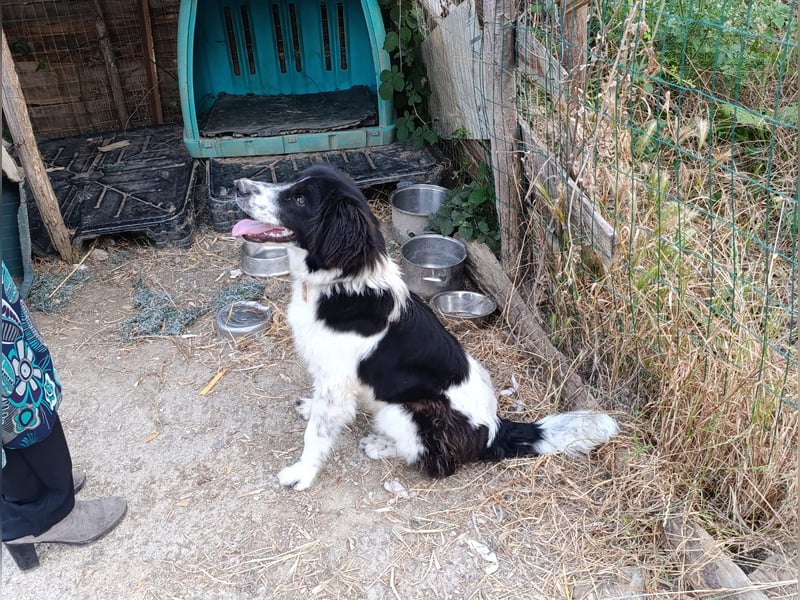 Nilo : “ Wann geht’s los mit dem Familienhundedasein?“