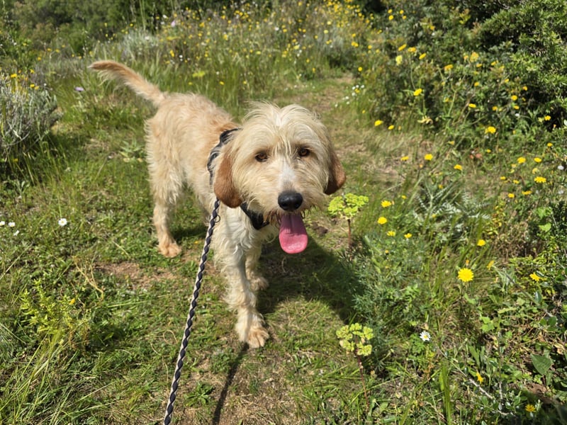 Guido Fussel – ein Schatzhund!