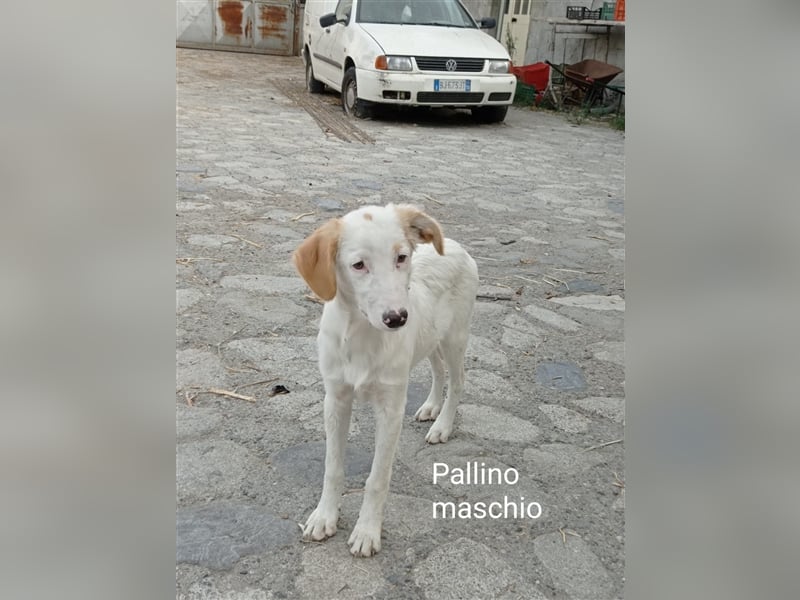 Pallino – familienhundliche Zukunft pfotenringend gesucht!