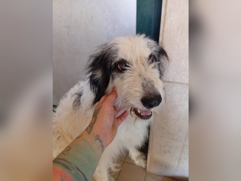 Betty –  liebevolles Geleit ins Leben gesucht