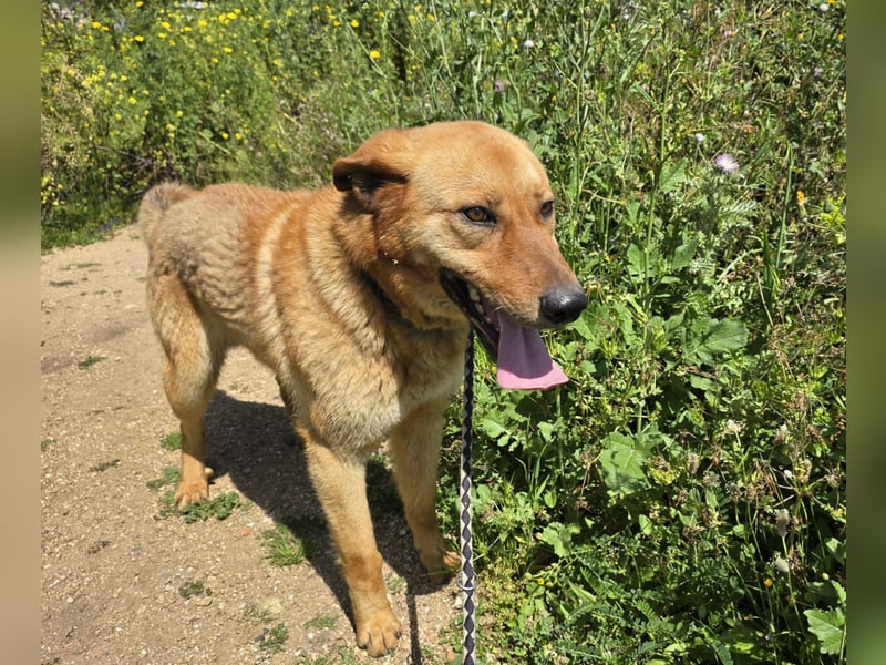 Ruggine - ein Traum- und Mitmachhund