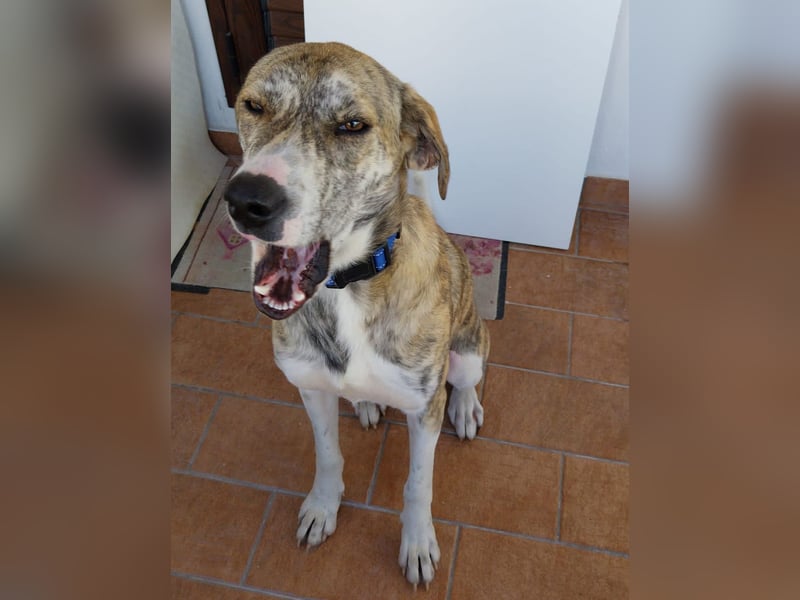 Tigro: bildschöner Hundebub