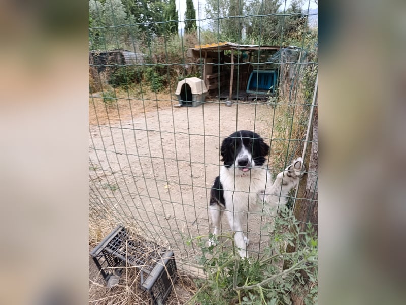 Nilo : “ Wann geht’s los mit dem Familienhundedasein?“