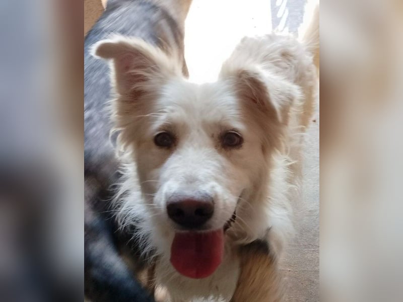 Miele – honigsüß und herzerfrischend