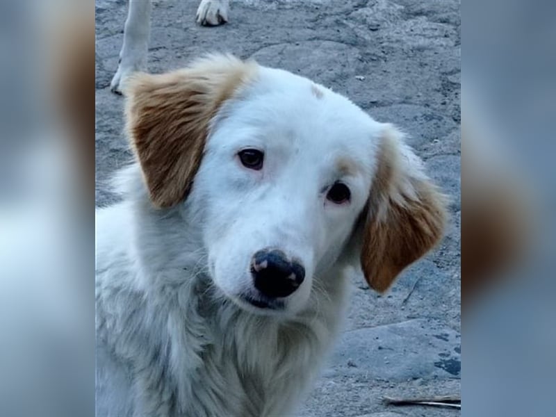 Pallino – familienhundliche Zukunft pfotenringend gesucht!