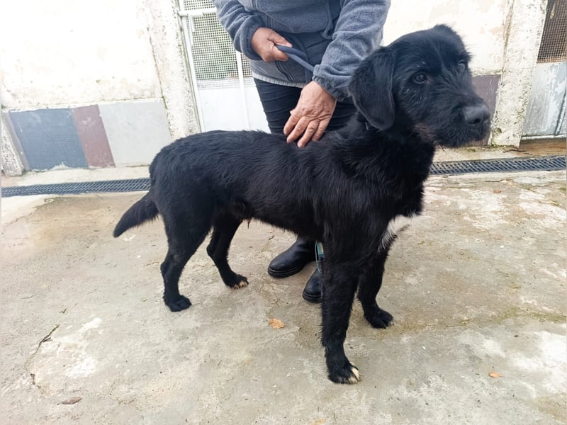 Klaus – zart angestruwwelt, ahnungslos und unwiderstehlich