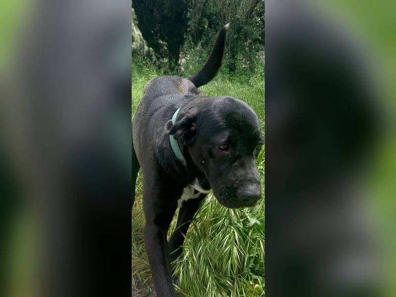 Tea – alles für meine Menschen