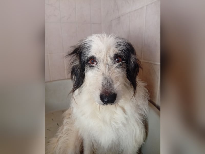 Betty –  liebevolles Geleit ins Leben gesucht