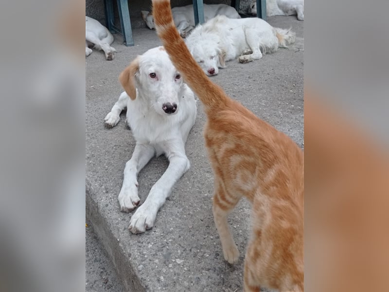 Pallino – familienhundliche Zukunft pfotenringend gesucht!