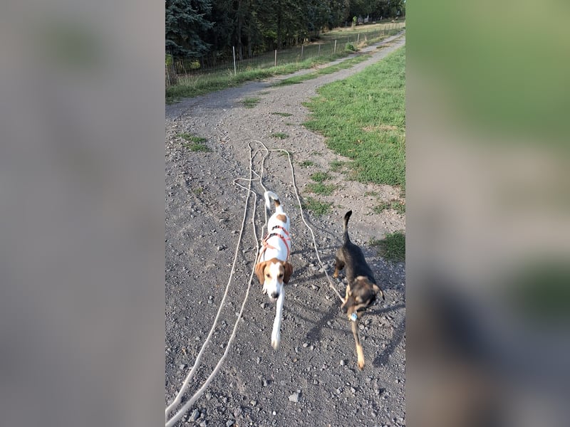 Artù - Traumhund für aktive Familien