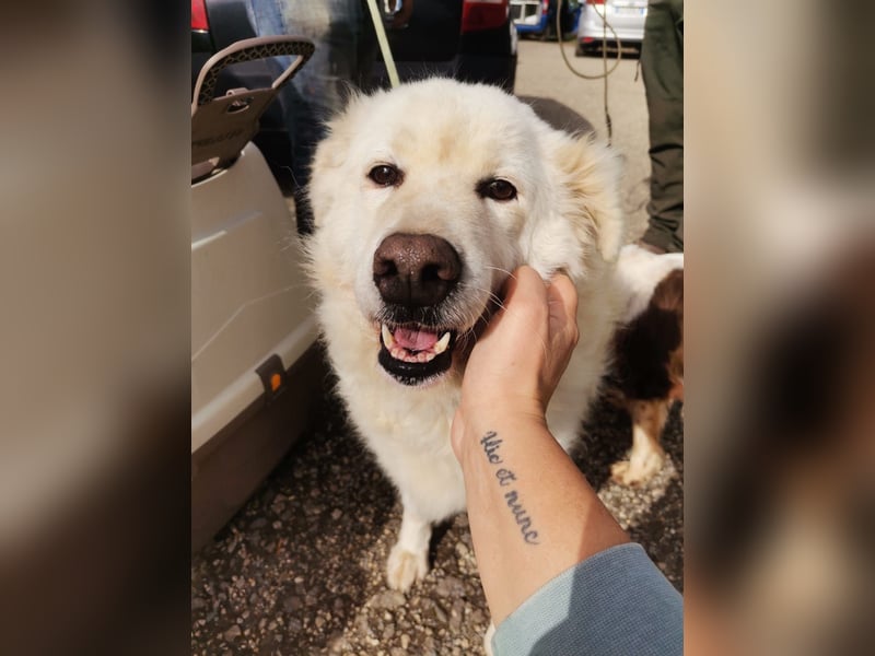 Chicco – höchste Zeit, für’s Leben als Familienhund zu lernen