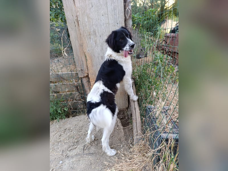 Nilo : “ Wann geht’s los mit dem Familienhundedasein?“