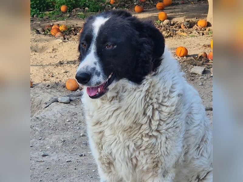 Claudia – Über die Alpen……….