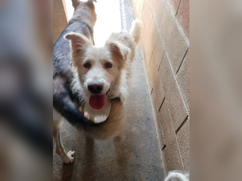 Miele – honigsüß und herzerfrischend