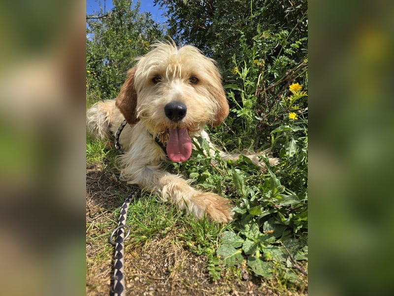 Guido Fussel – ein Schatzhund!