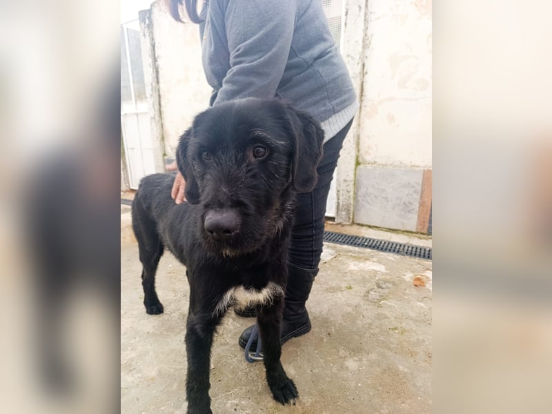 Klaus – zart angestruwwelt, ahnungslos und unwiderstehlich