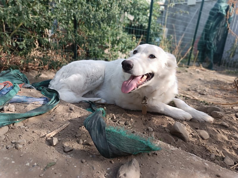 Zuria: „Und jetzt würde ich gern eine Lehre als Familienhund beginnen.“