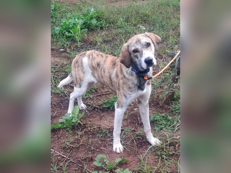 Tigro: bildschöner Hundebub