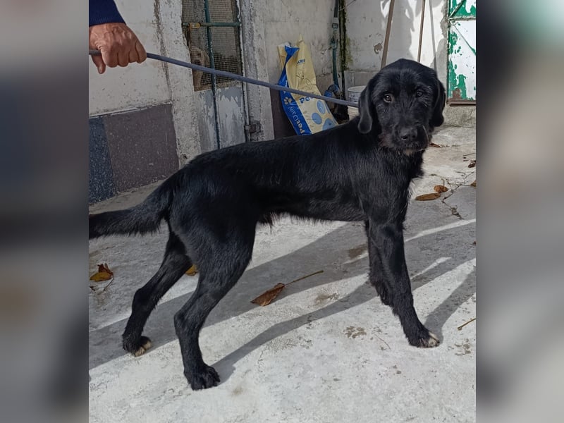 Klaus – zart angestruwwelt, ahnungslos und unwiderstehlich