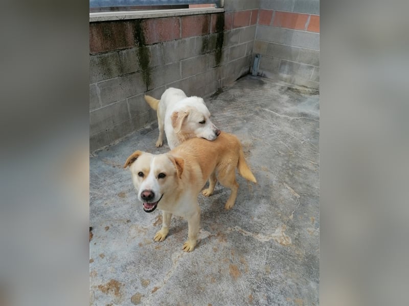 White: „Wartet hinter den Alpen (m)eine Familie auf mich?