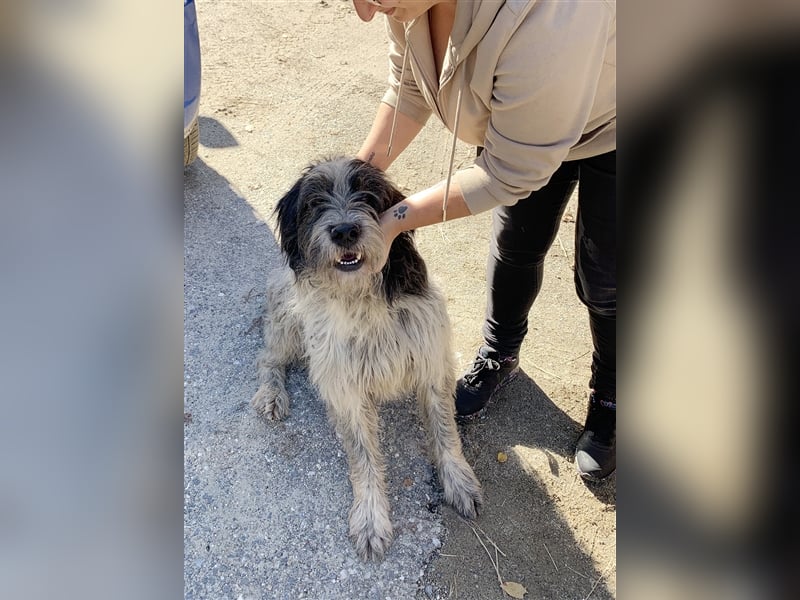 Spino, der Friedensrichter