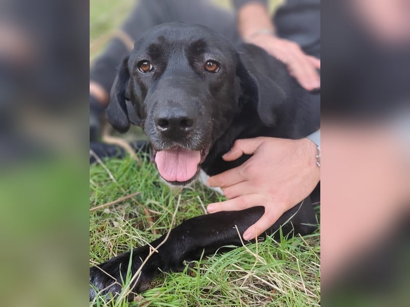 Tea – alles für meine Menschen