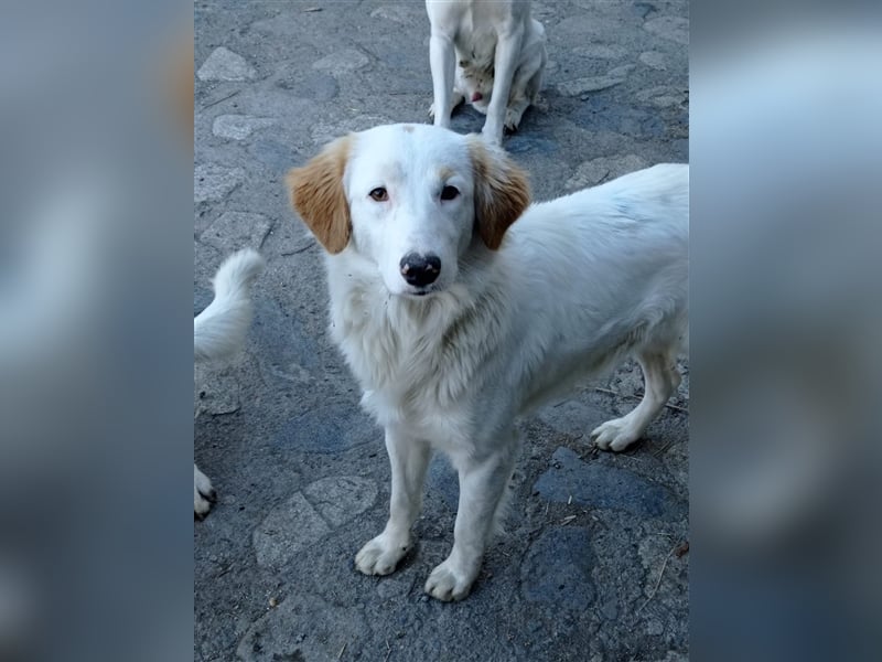 Pallino – familienhundliche Zukunft pfotenringend gesucht!