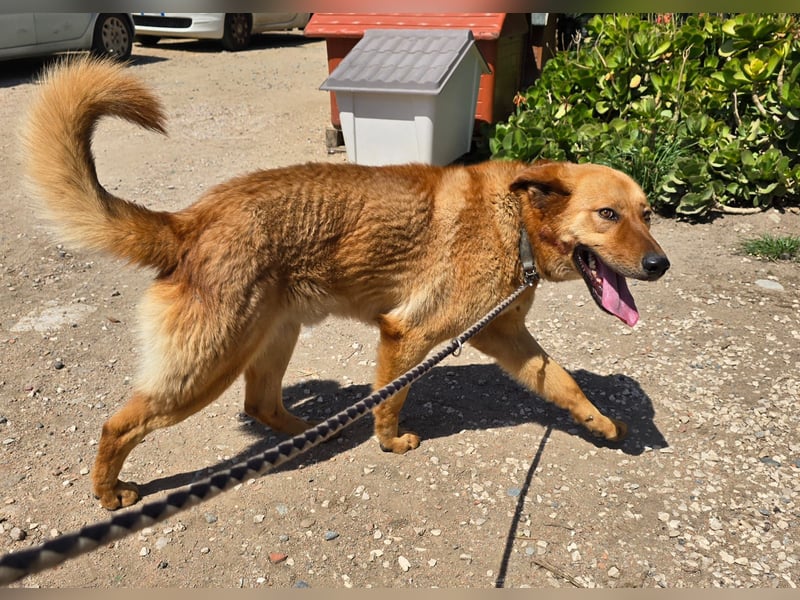 Ruggine - ein Traum- und Mitmachhund