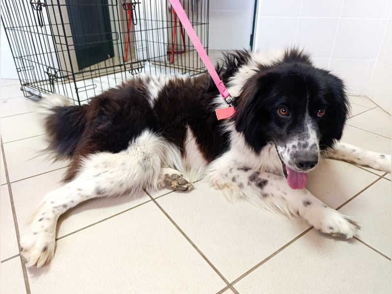 Nilo : “ Wann geht’s los mit dem Familienhundedasein?“