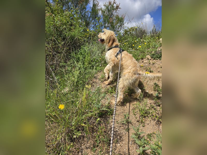 Guido Fussel – ein Schatzhund!