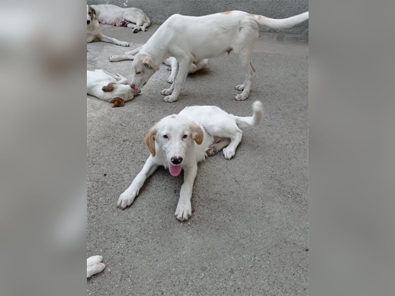 Pallino – familienhundliche Zukunft pfotenringend gesucht!