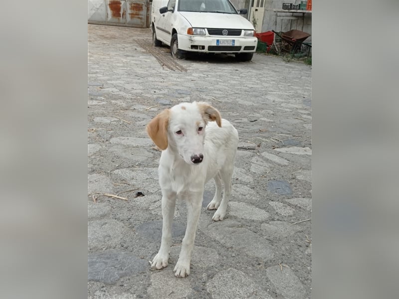 Pallino – familienhundliche Zukunft pfotenringend gesucht!