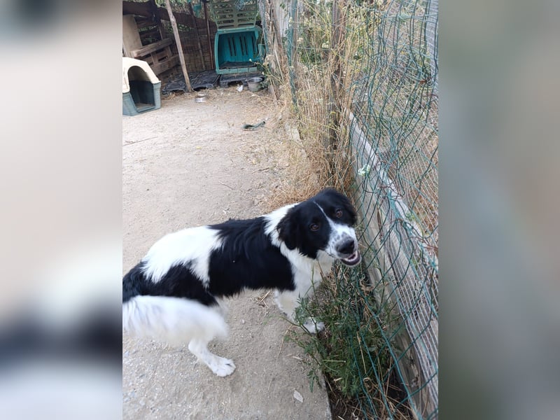 Nilo : “ Wann geht’s los mit dem Familienhundedasein?“