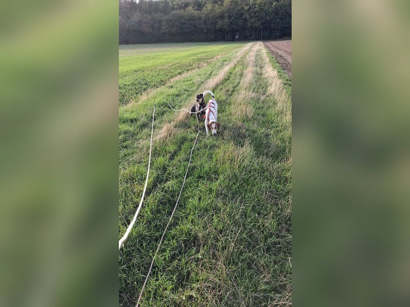 Artù - Traumhund für aktive Familien