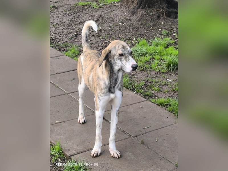 Tigro: bildschöner Hundebub