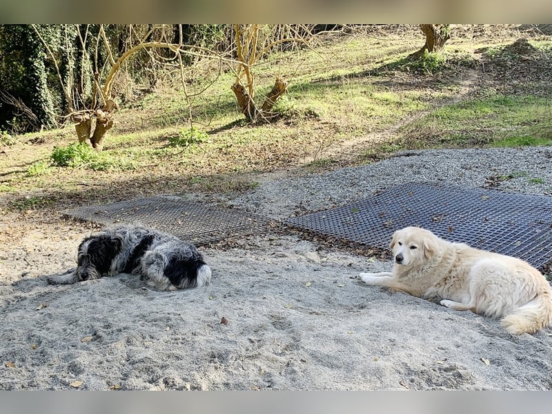 Spino, der Friedensrichter