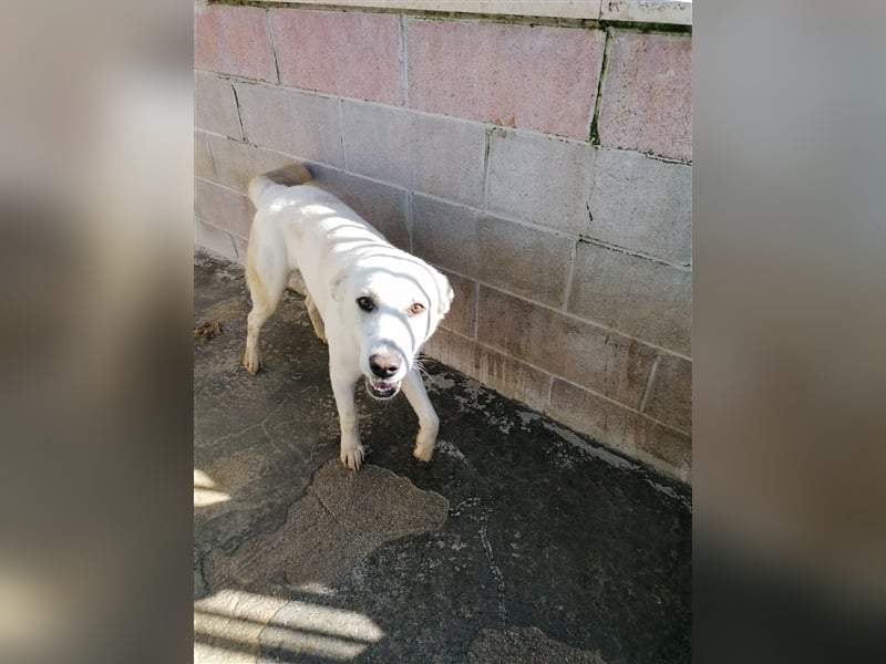 White: „Wartet hinter den Alpen (m)eine Familie auf mich?