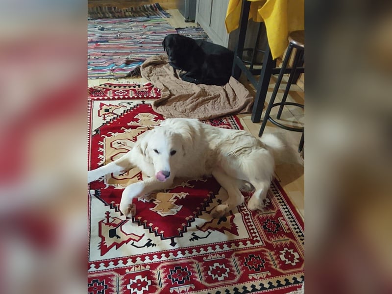 Puffo – Schäfchen im Hundepelz