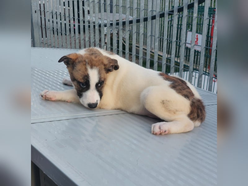 Dexter - ein eigenes Bettchen wäre schön