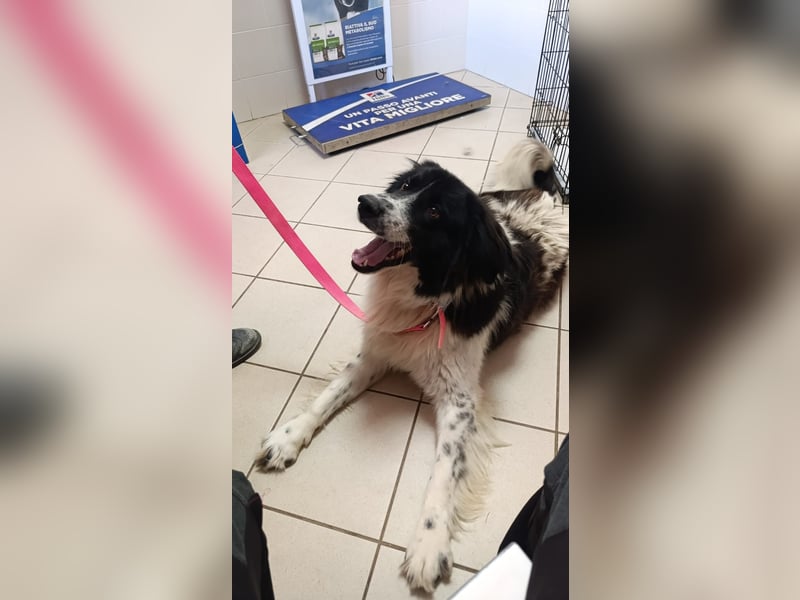 Nilo : “ Wann geht’s los mit dem Familienhundedasein?“